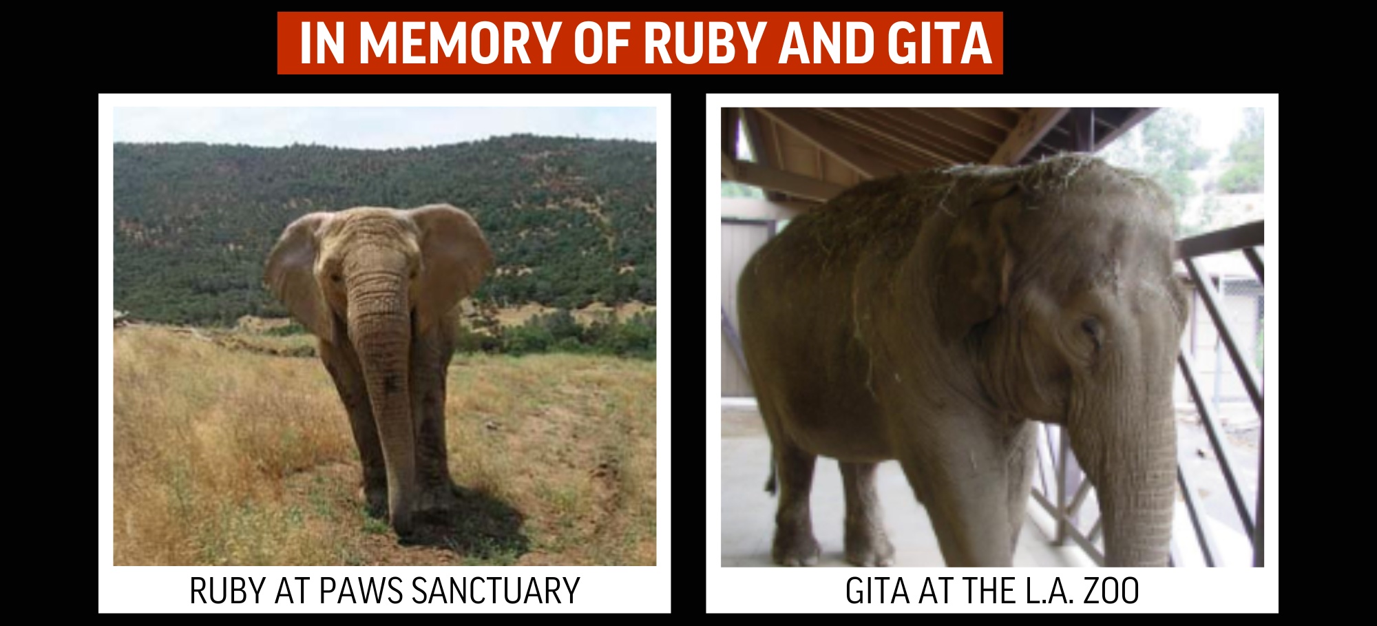 ruby and gita in memory
