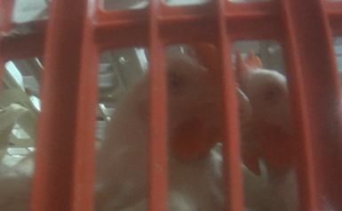 chickens in crate