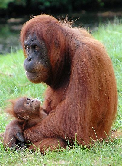 Orangutan baby