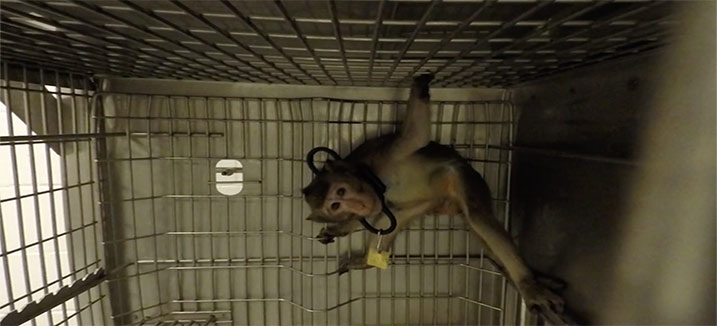 copymacaque scared in cage