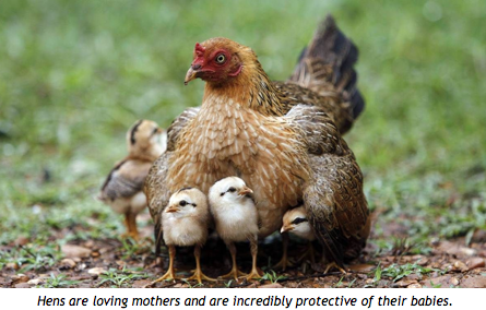 motherhenwithchicks