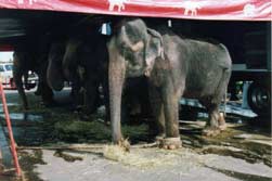 circus 001 credit-The-Elephant-Alliance