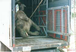 circus 004 credit-The-Elephant-Alliance