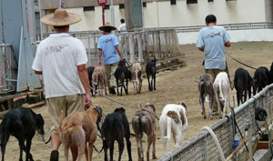 macau dogs