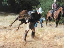 rodeos 001 credit-Animals-Voice