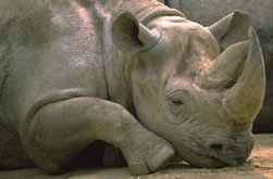 rhinocerous
