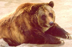 Brown bear