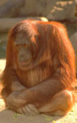 orangutang