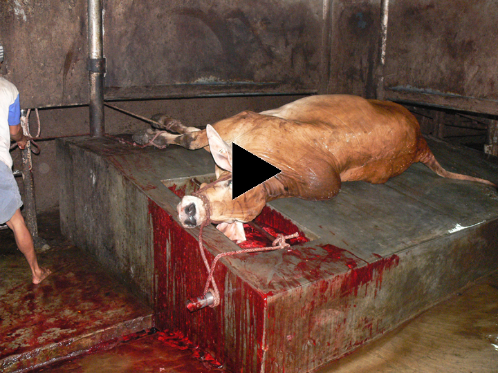 Indonesia dead cow