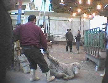 Trussed sheep at slaughterhouse in Egypt