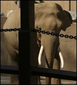 elephants la zoo billy