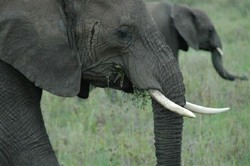elephants myths vs facts