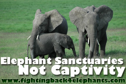 Elephant Sanctuaries, Not Captivity