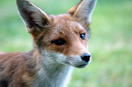 cute fox