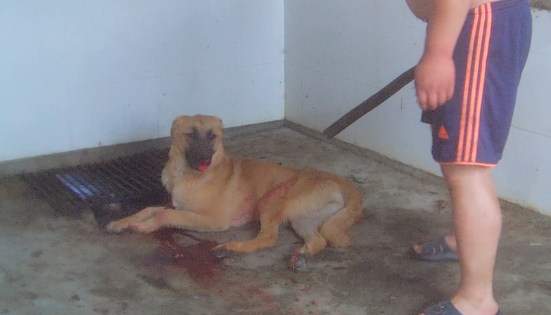 Chinese Dog Clubbed Face