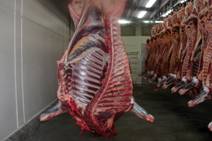 prem foal carcass