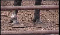 prem overgrown hooves