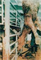 premarin foal hoisted