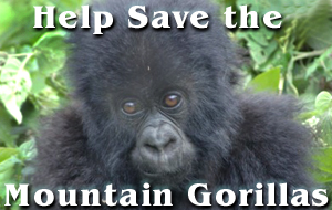 gorilla header