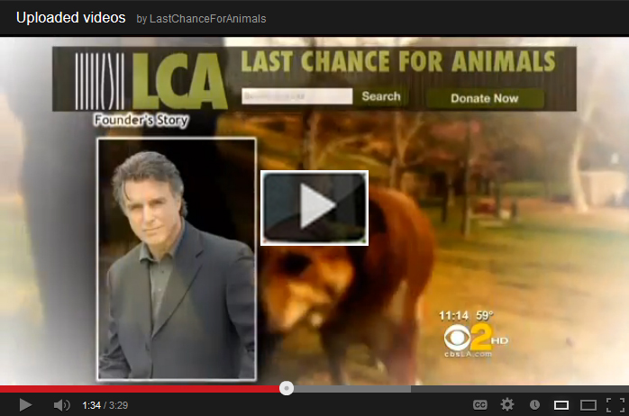 CBS2 pet theft report