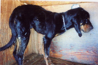 Buck at Baird’s facility before being rescued.
