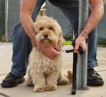 pet theft