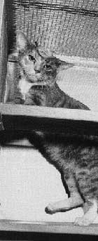 Cat at vivisection lab