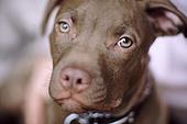 Donate Brown puppy