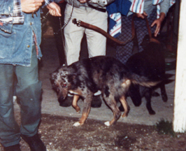 Dog being rescued from Ruggiero's kennel