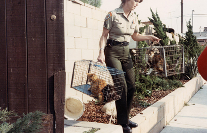 Cats being rescued from Ruggiero's kennel