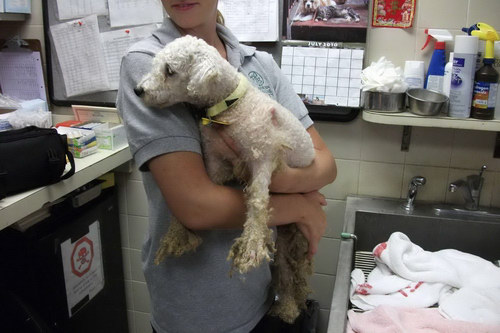 Poodle mix rescued and cared for at Hawaiian Humane