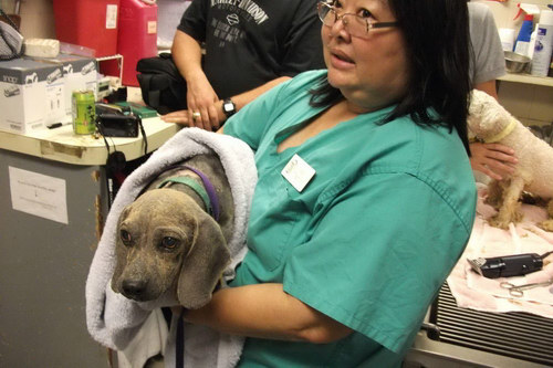 Beagle with mange rescued and cared for by Hawaiian Humane