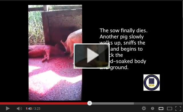LCA's undercover footage of illegal backyard slaughter in Tampa, FL