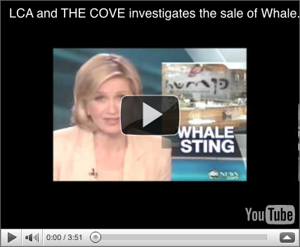 cove investigation video