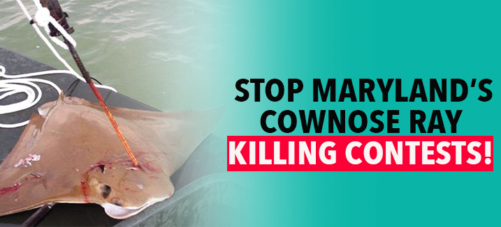 CownoseRays Carousel