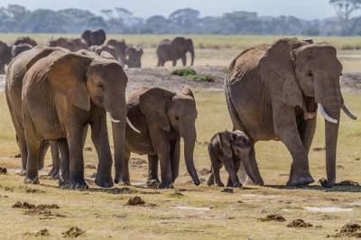 China Joins Fight to Protect African Elephants; Bans Ivory Imports for 1 Year