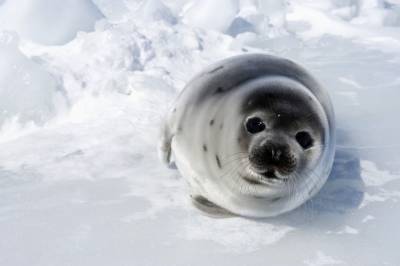 Tell Canada: Stop the Bloody Seal Hunt!