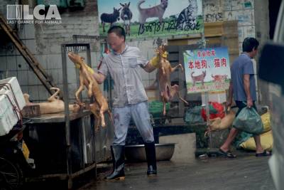 Another Year of Terror – But Fresh Hope – at the Yulin Dog Meat Festival