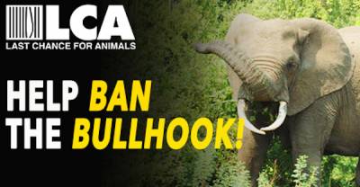 California - Elephants Need You!! Help Ban the Elephant Bullhook in CA!!
