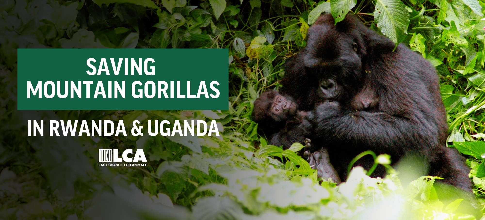 Saving Mountain Gorillas in Rwanda and Uganda