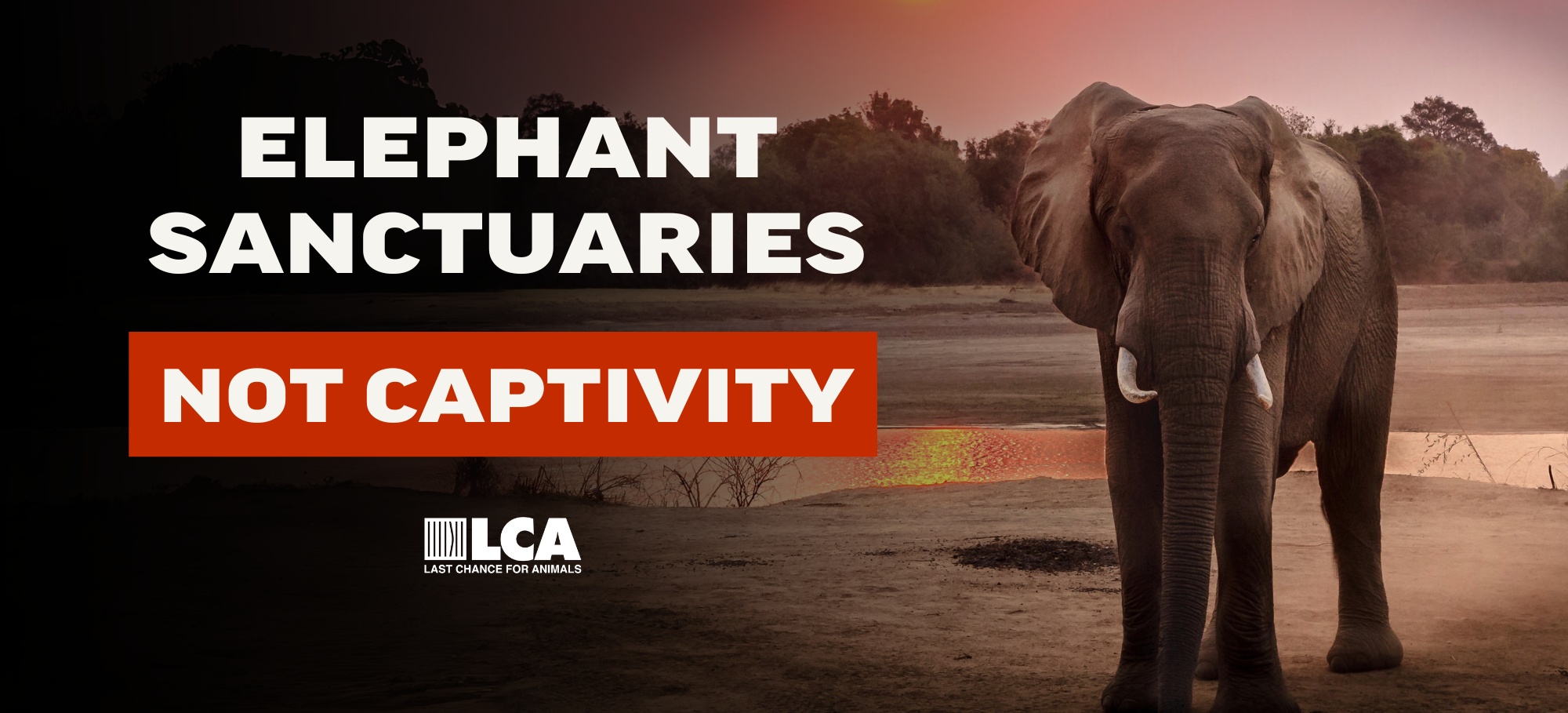 elephant sanctuaries not captivity