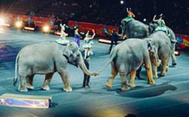 elephants-circus