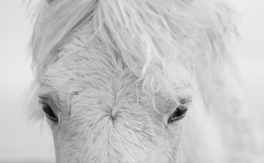 white-horse