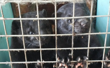 mink at Millbank Fur Farm