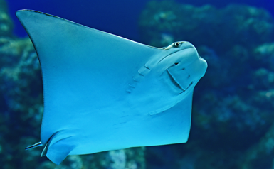 cownose-rays