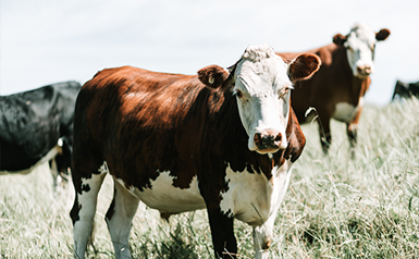 cows in pasture