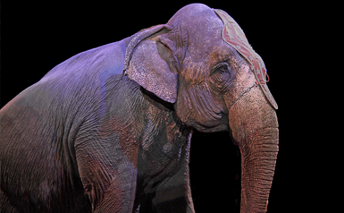 circus elelphant