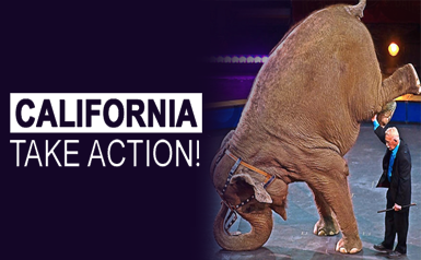 California: take action