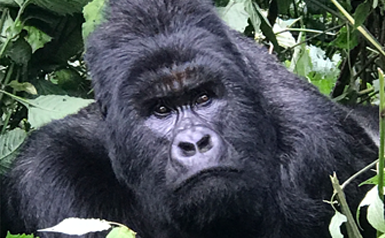 Virunga's mountain gorilla