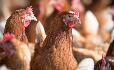 Last Chance for Animals - LCA Blog - 5 Startling Facts the Egg Industry  Doesn't Want You to Know